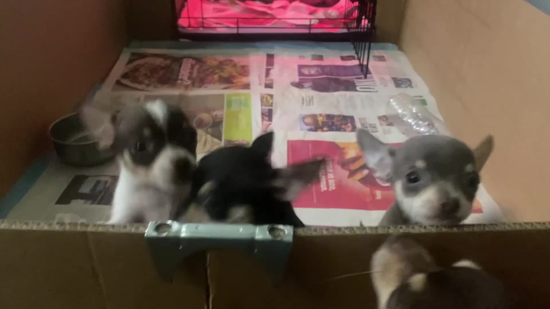 Chihuahua dogs for sale: Small Chihuahua puppies for sale  - Video 2