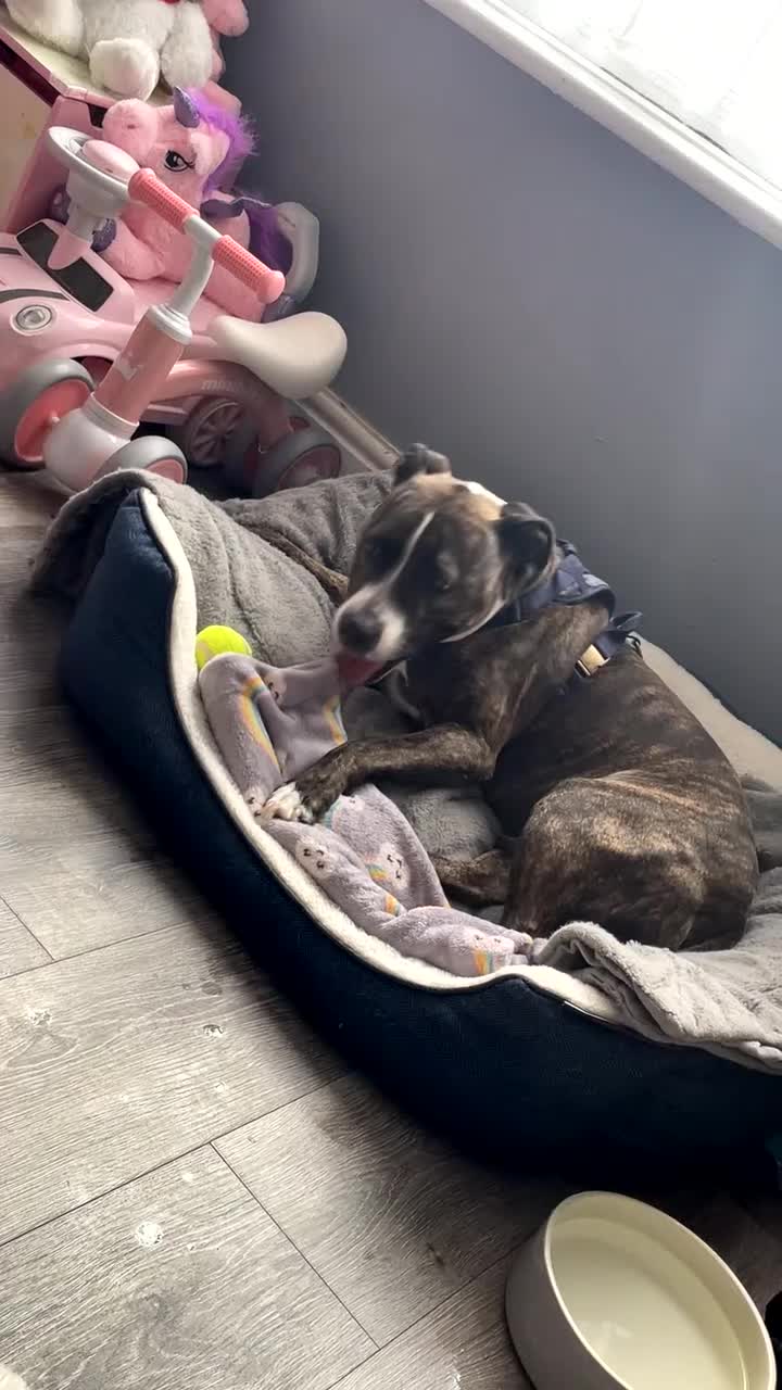 Mixed Breed dogs for sale: Watson in Grimsby - Video 2