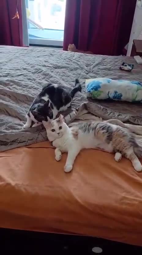 Mixed Breed cats for adoption: FIONA -BEAUTIFUL SOUL READY TO LOVE - Video 4