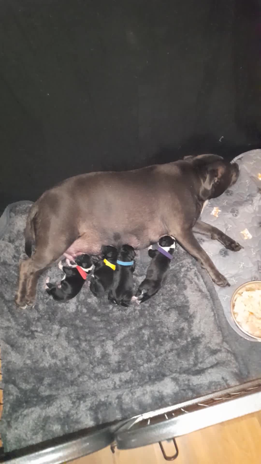 Mixed Breed dogs for sale: Staffy x Cocker Spaniel  - Video 3