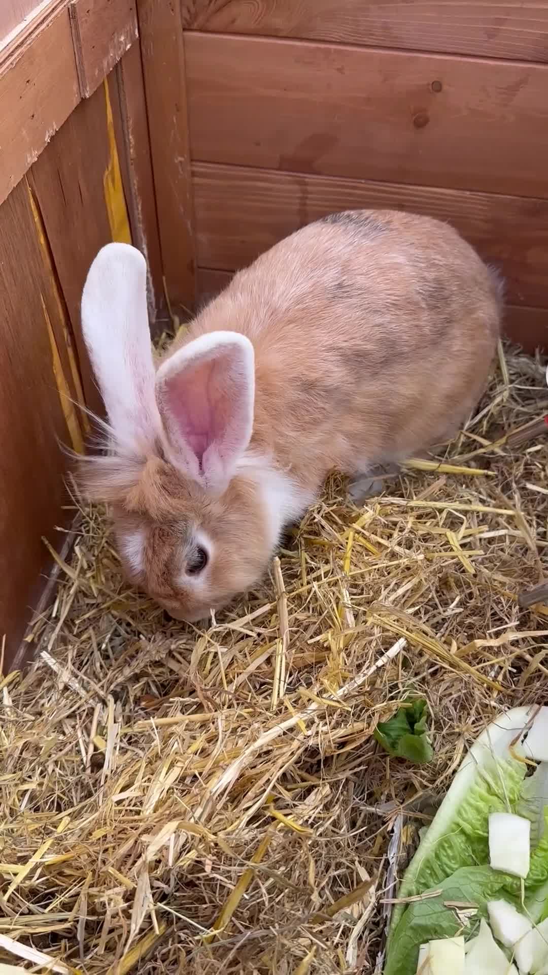 Lionhead rabbits for sale: 2 adorable Lion head rabbits - Video 1