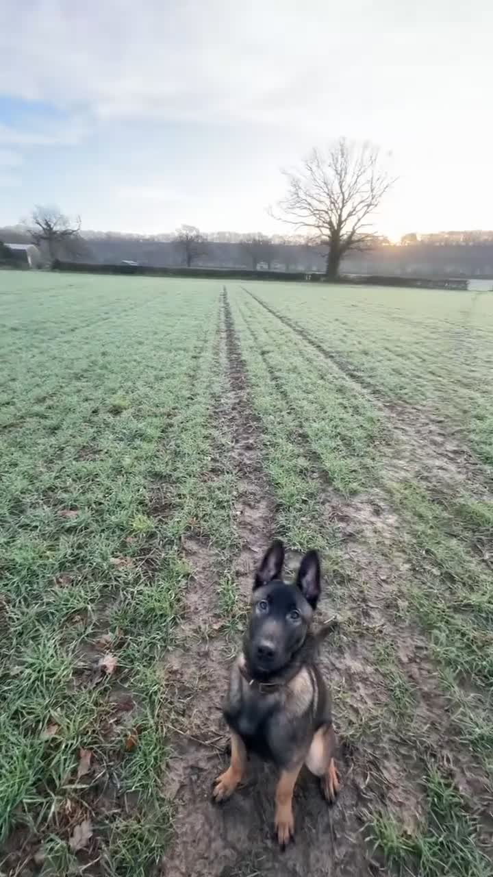 Mixed Breed dogs for sale: Bullet   - Video 3