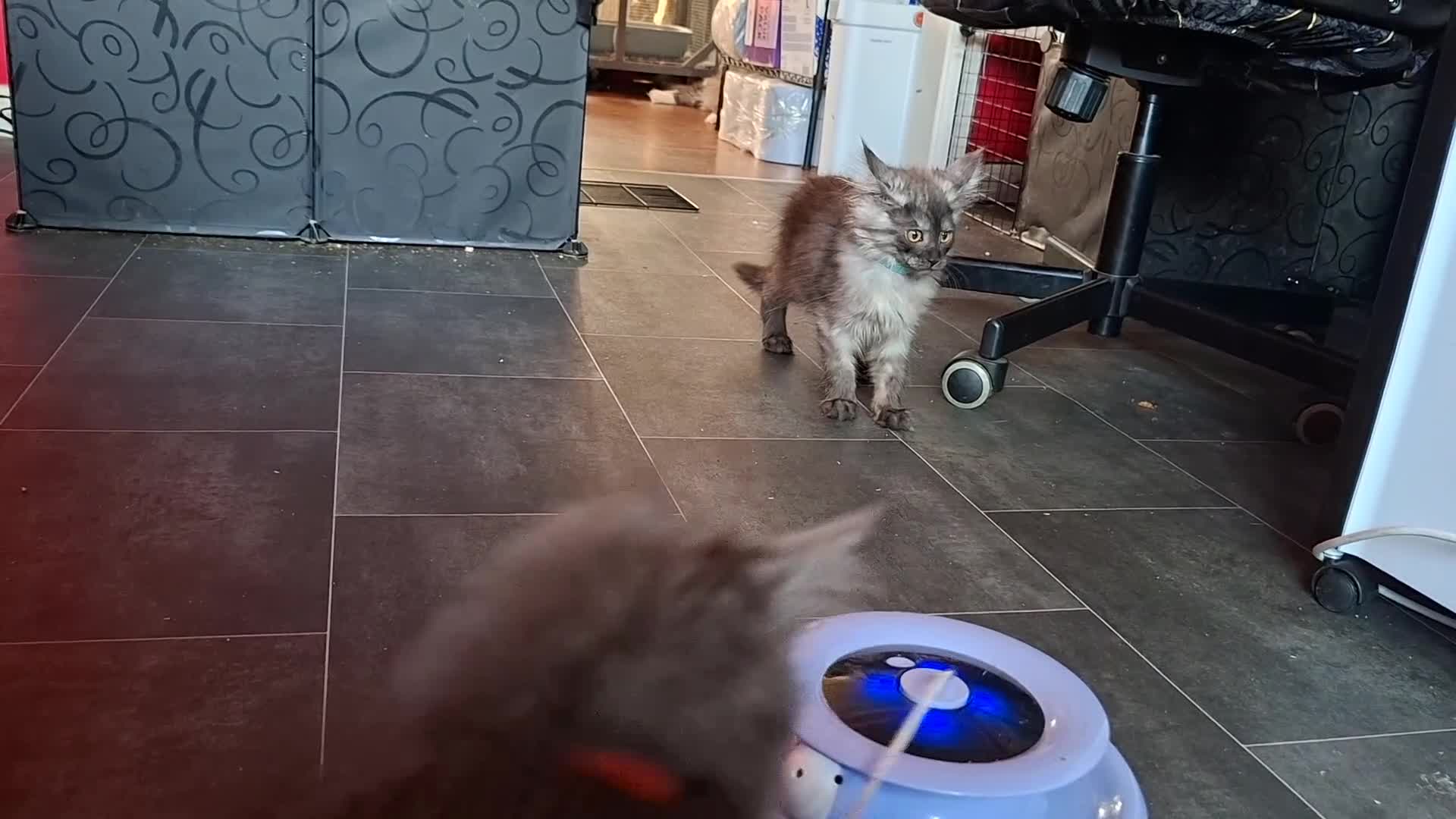 Maine Coon cats for sale: Pets or Breeding Maine Coon kittens in Manchester - Video 1
