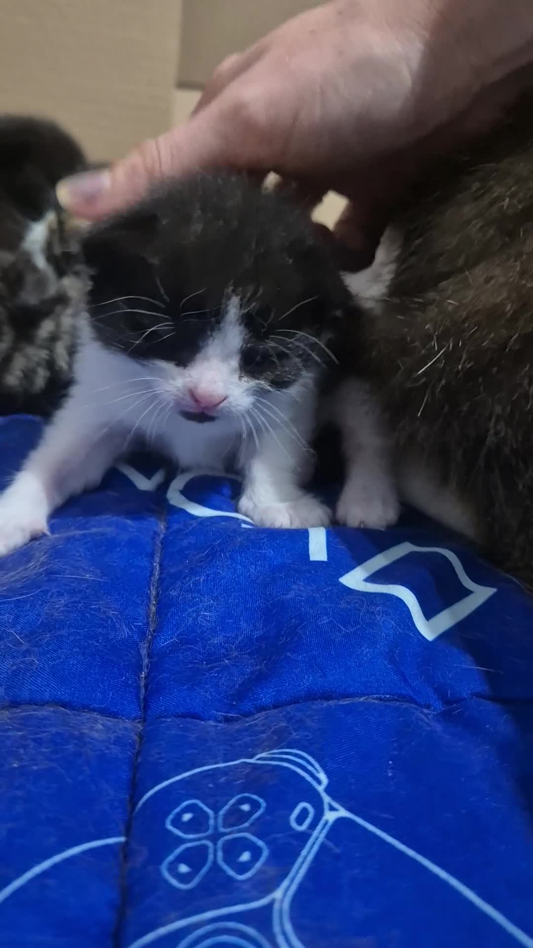 Mixed Breed cats for sale: mixed breed kittens - Video 5