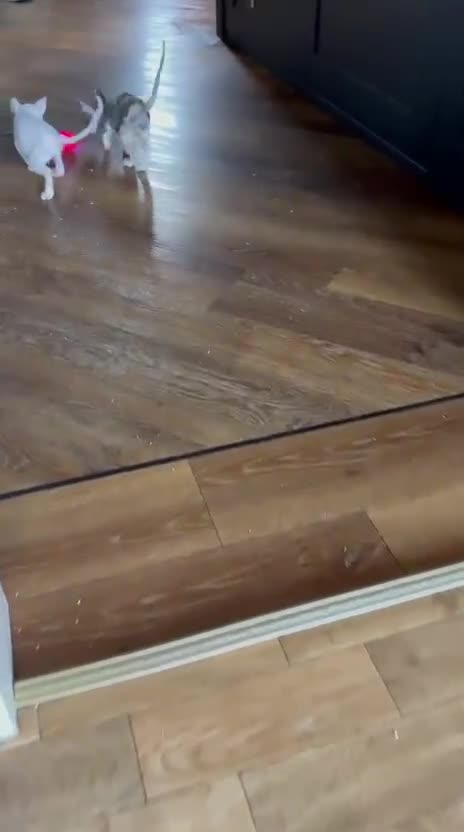 Cornish Rex cats for sale: Cornish Rex Kittens Ready to Reserve - Video 1