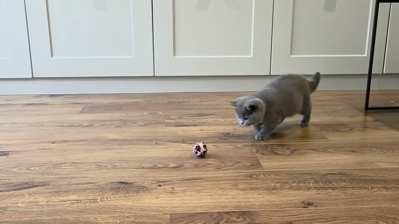 British Shorthair cats for sale: Gorgeous British Shorthair kittens Cute & Adorable - Video 4