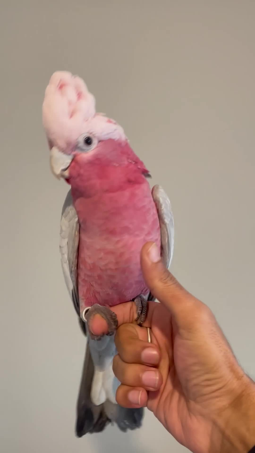 Cockatoo birds for sale: 100% SILLY TAME HAND REARED BABY GALAH COCKATOO - Video 1