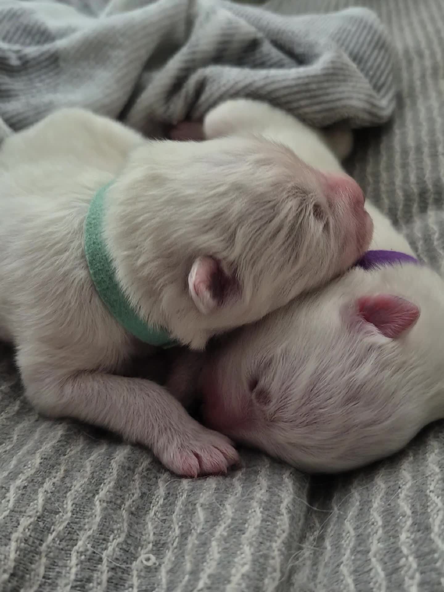Samoyed dogs for sale: 🐾 Georgeus Pedigree Samoyed Puppies 🐾 - Video 2