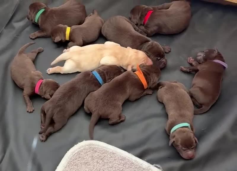 Labrador Retriever dogs for sale: Chocolate Labrador Puppies in Spalding - Video 1
