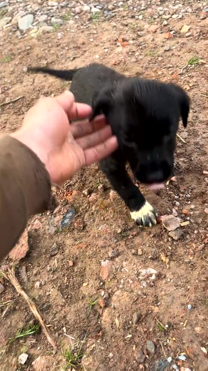 Mixed Breed dogs for sale: German shepherd x Springer spaniel  in Hereford - Video 1