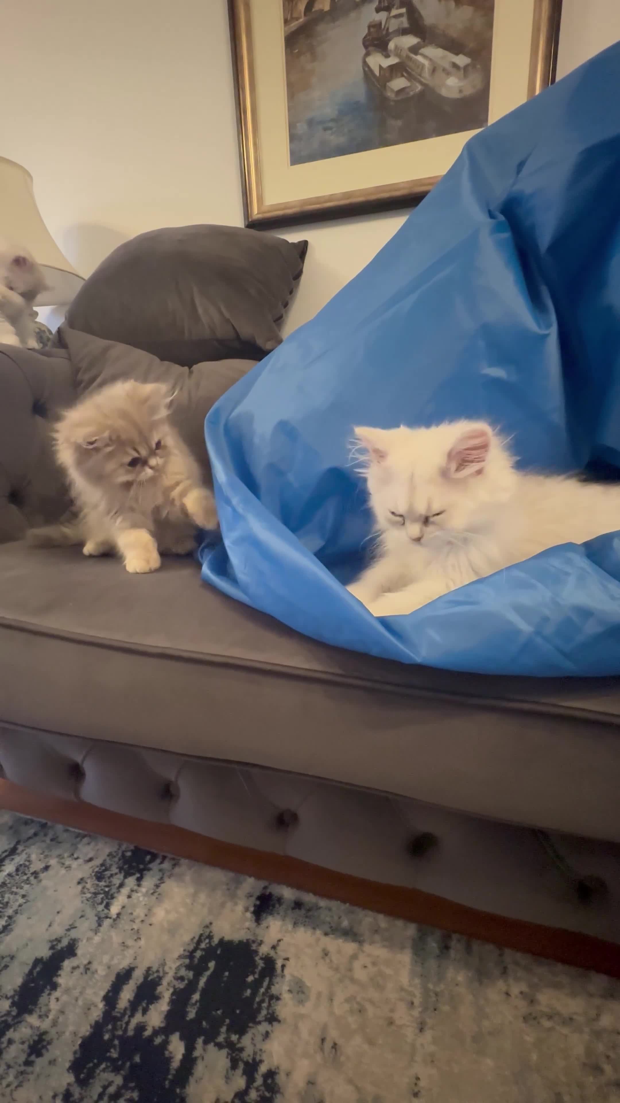 Persian cats for sale: Pure Persian Chinchilla kittens - Video 1