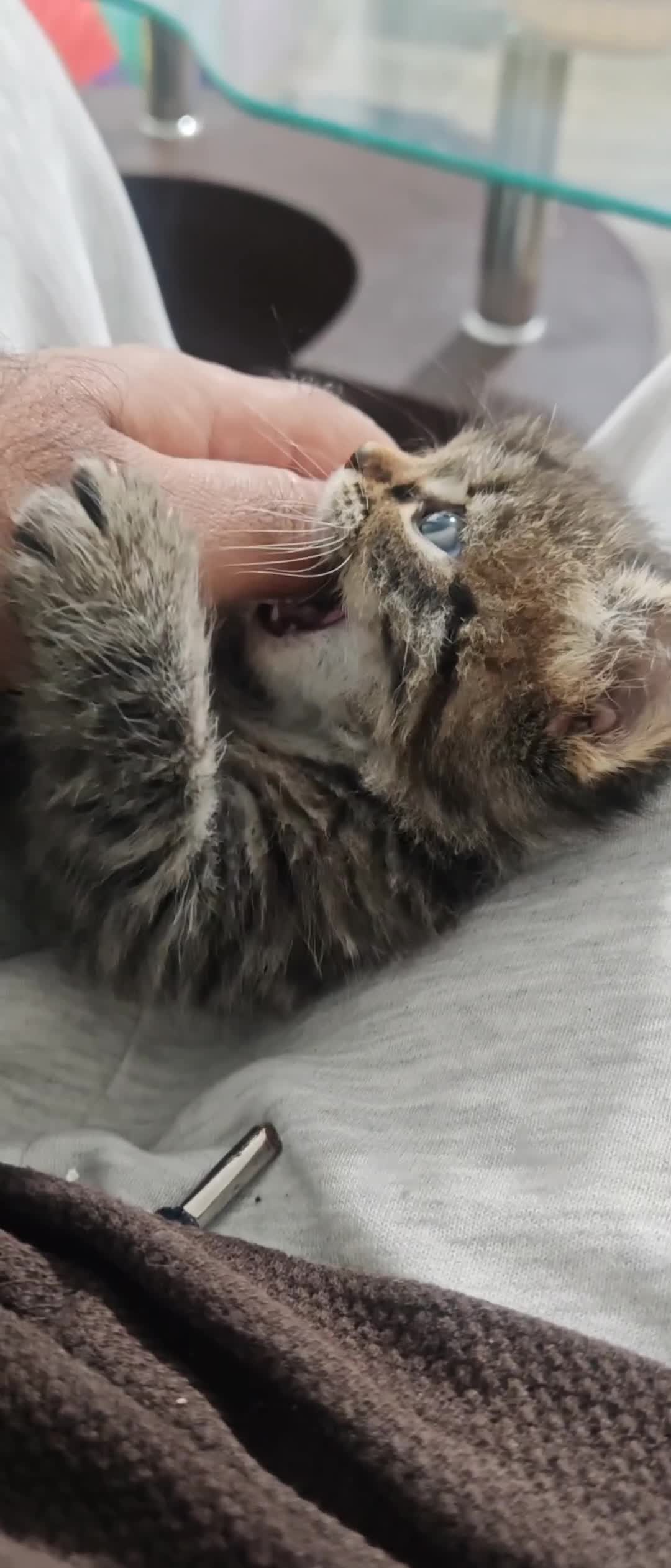 Mixed Breed cats for sale: Adorable half persian Kittens for Sale🐾 - Video 4