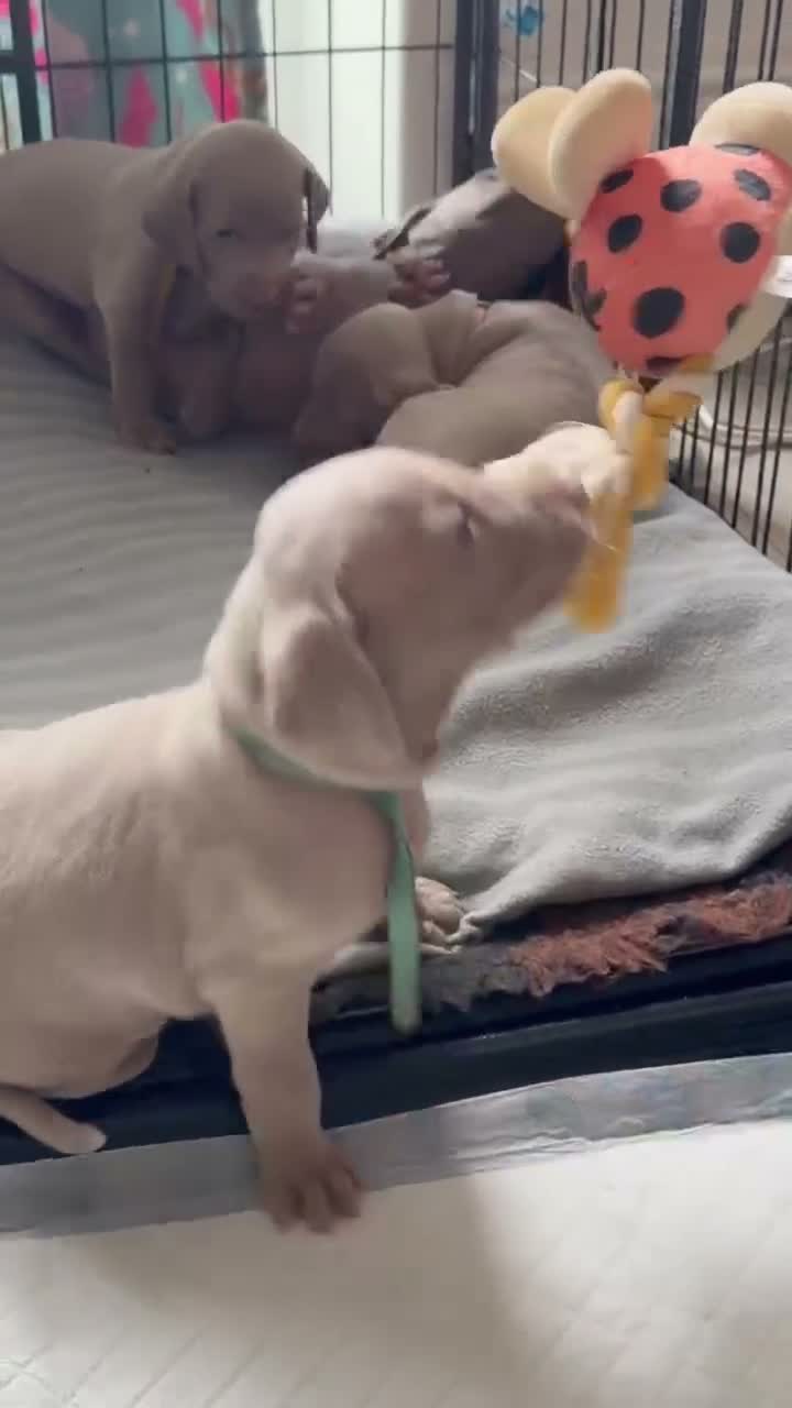 Weimaraner dogs for sale: Gorgeous silver Weimaraner puppies READY SOON !! - Video 2