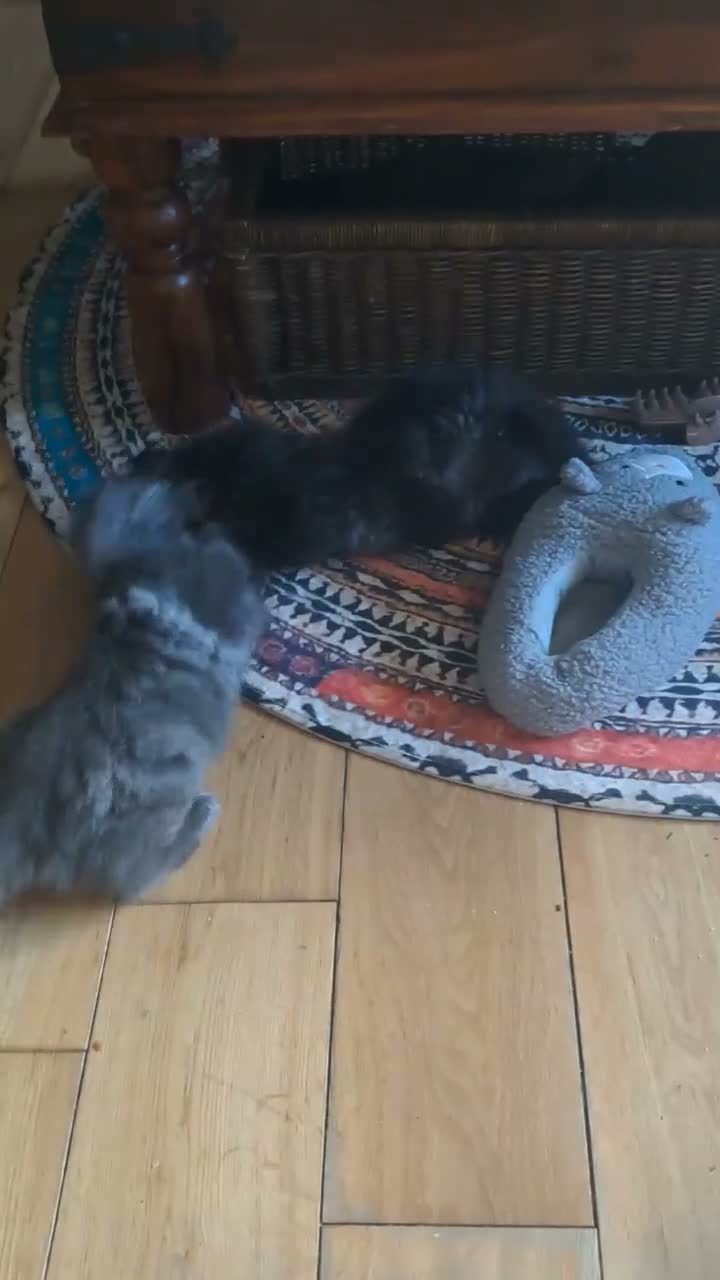 Maine Coon cats for sale: Maine coon cross ragdoll kittens - Video 1