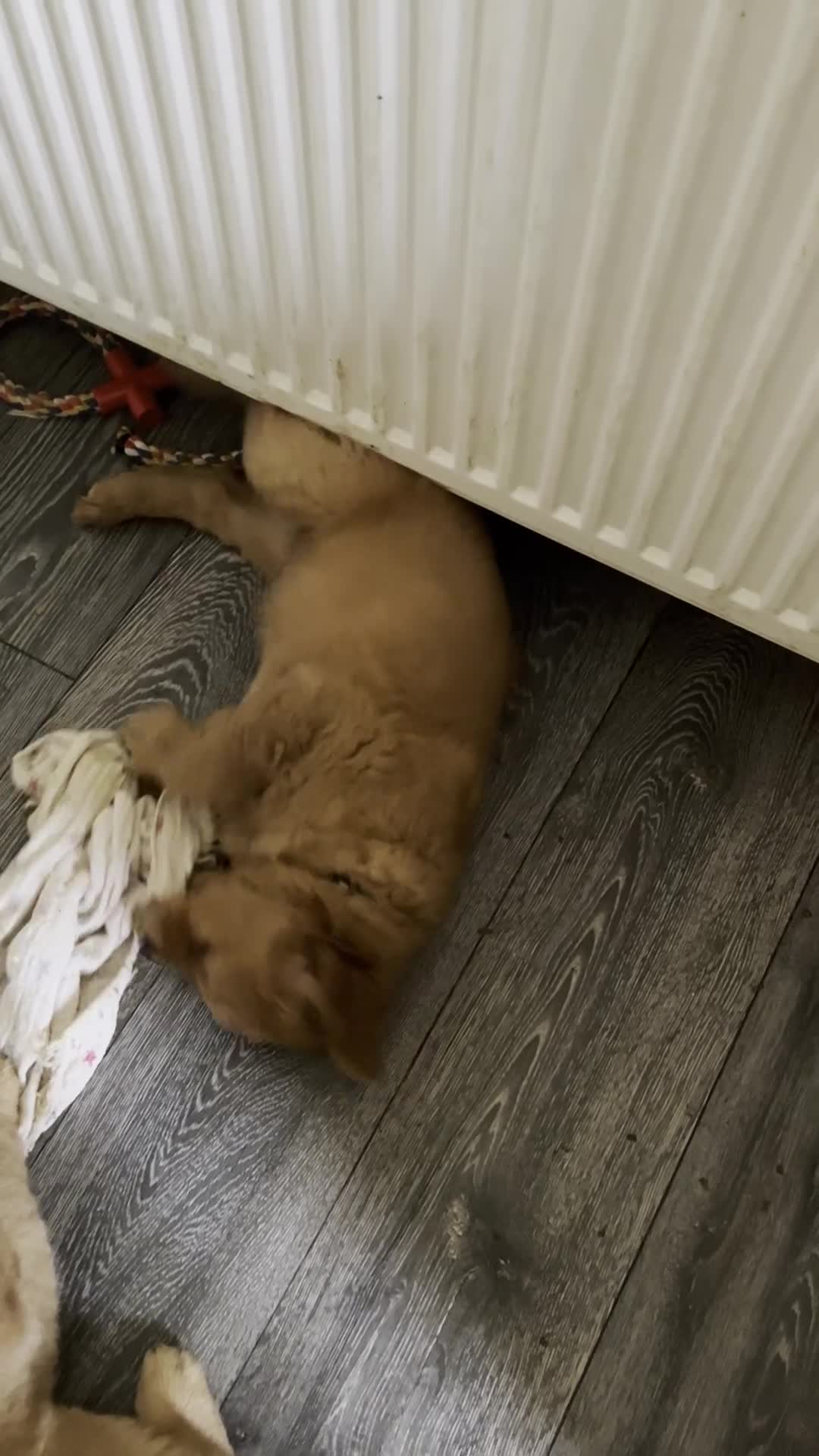 Golden Retriever dogs for sale: 🐾 Golden Retriever Puppies – Ready Soon! 🐾 - Video 1