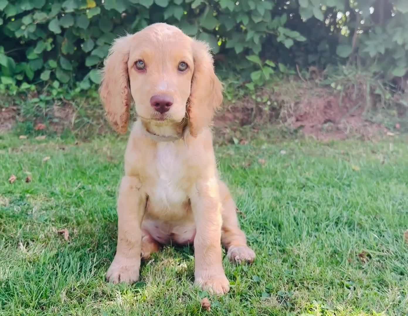 Cockapoo dogs for sale: 6 beautiful champagne and gold 🐶  - Video 3