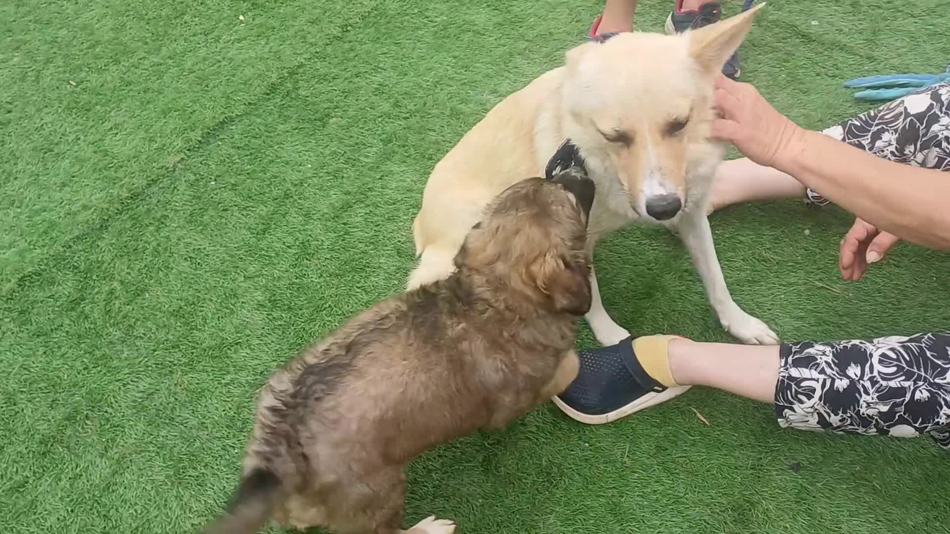 Mixed Breed dogs for adoption: 🌸 ALICE — A GENTLE LITTLE GIRL FULL OF LOVE 🌸 in Nottingham - Video 1