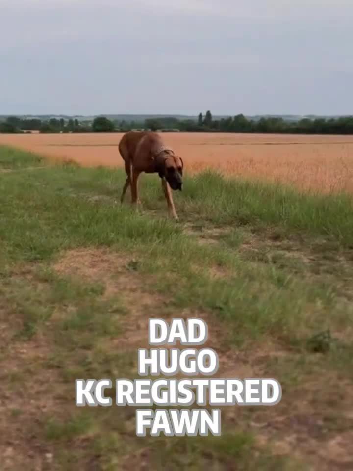 Great Dane dogs for sale: KC Registered Great Danes - Stunning Litter  - Video 1