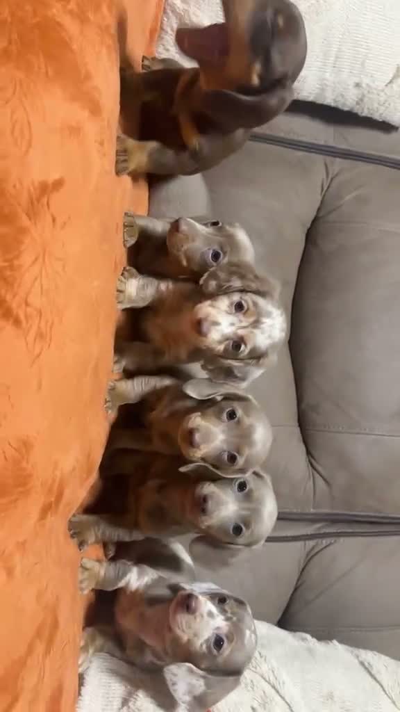 Dachshund dogs for sale: Kc registerd quality miniture daschunds  - Video 1