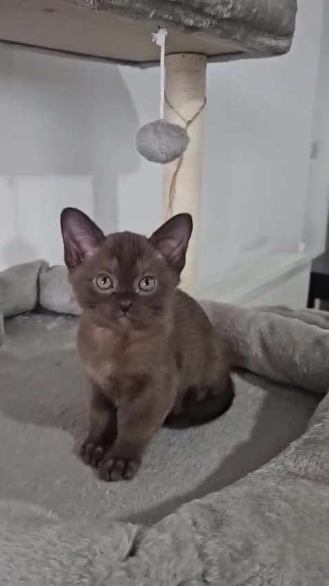 Burmese cats for sale: Stunning Pedigree Brown Burmese kittens  - Video 1