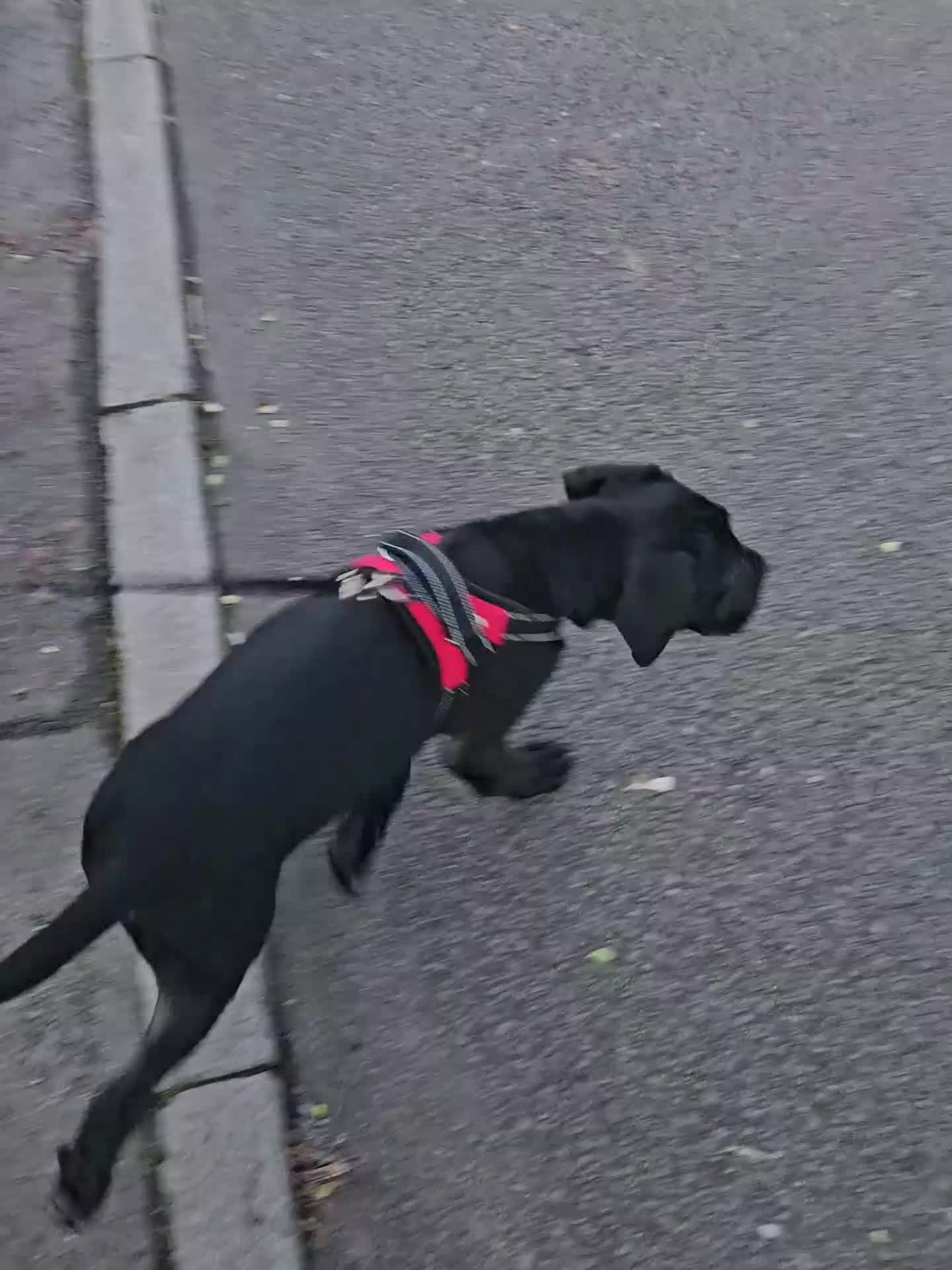 Mixed Breed dogs for sale: Cane corso zeus - Video 2