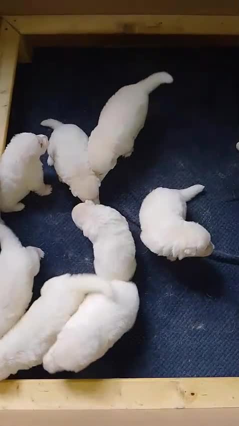 German Shepherd dogs for sale: Straight back White German Shepherd pups for sale - Video 2