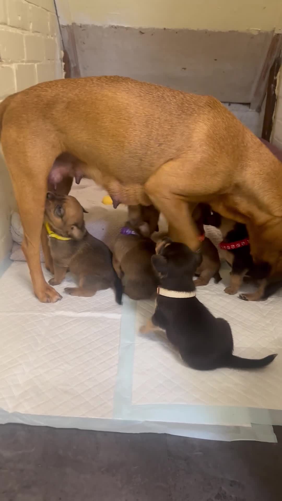 Mixed Breed dogs for sale: Patterdale X Lakeland Puppies for Sale **2 LEFT** - Video 1