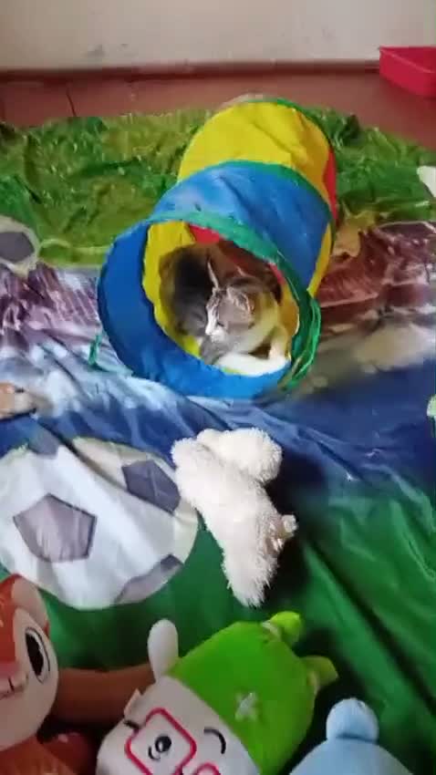 Mixed Breed dogs for adoption: 🐶🐱 BELLA & MINNIE - A BEAUTIFUL FRIENDSHIP  🐾❤️ - Video 2