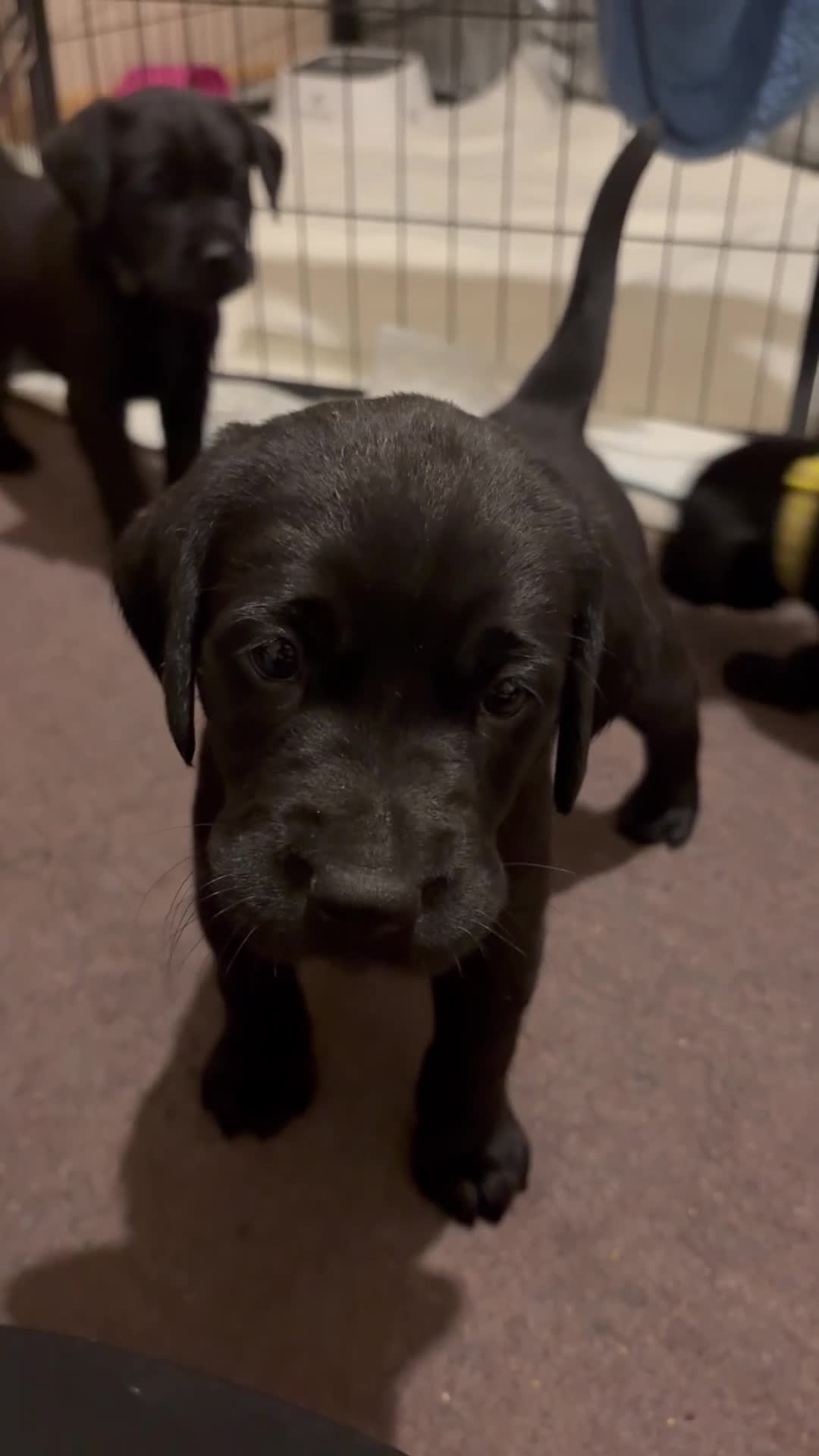 Labrador Retriever dogs for sale: Labrador  - Video 2