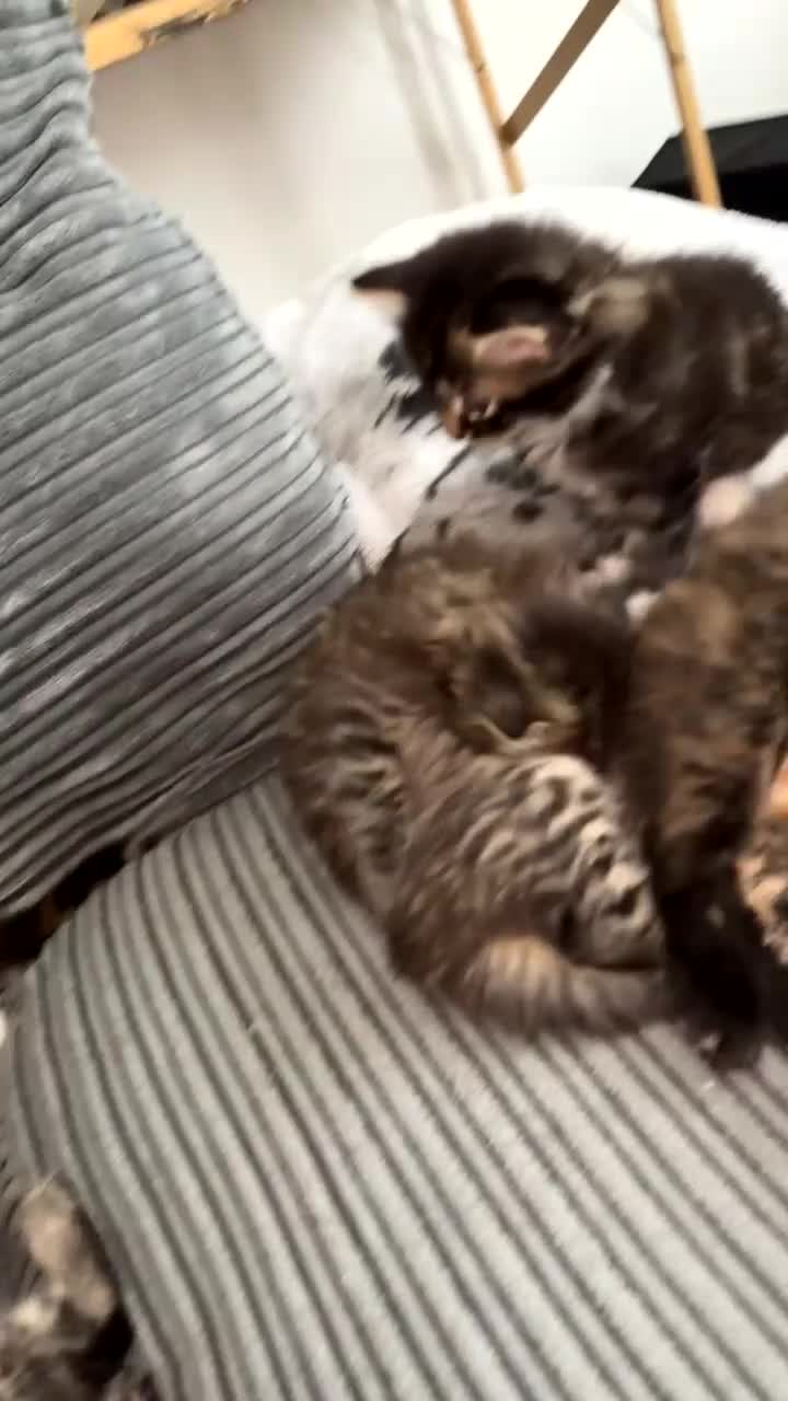 Mixed Breed cats for sale: Beautiful fluffy kittens 🐈‍⬛  - Video 2