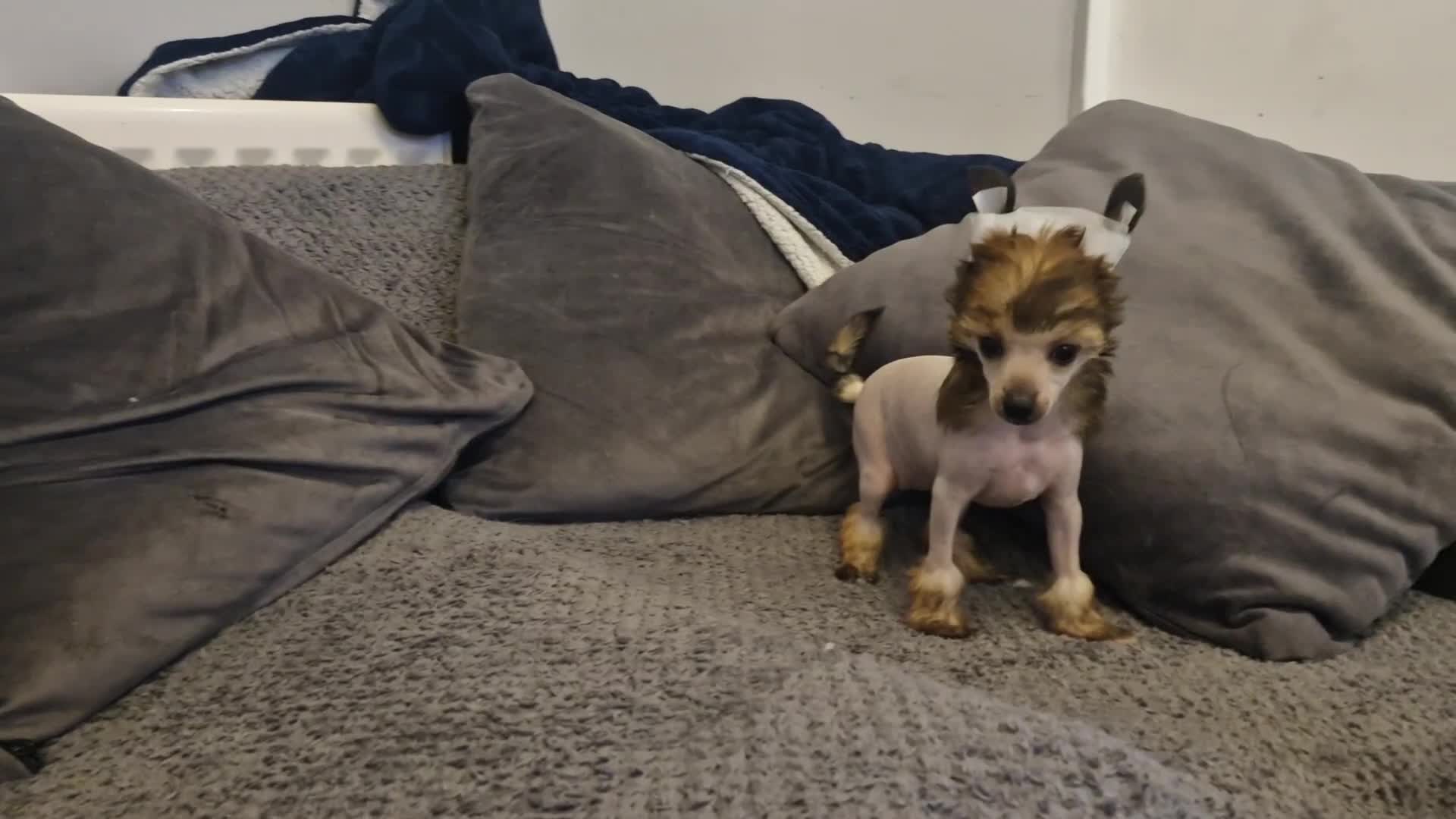 Chinese Crested dogs for sale: Powder puff and hairless girl available  in Crewe - Video 3