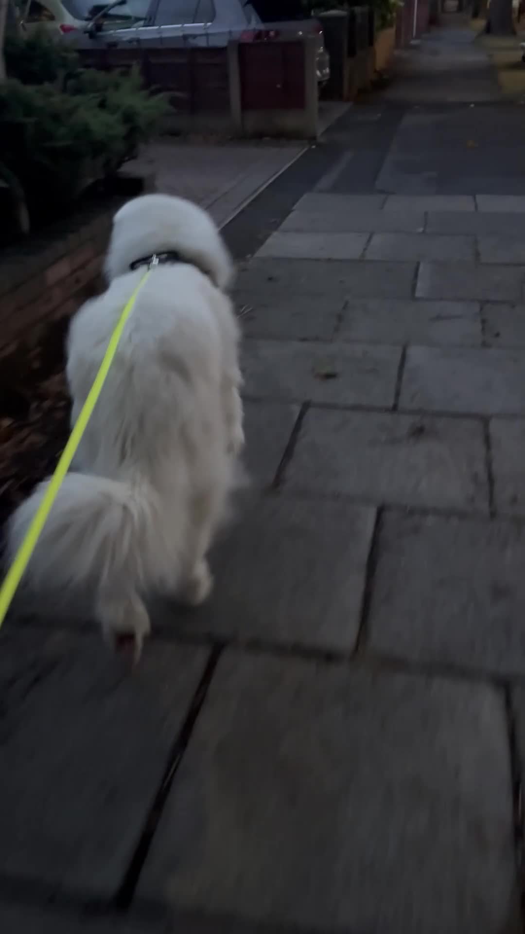 Pyrenean Mountain Dog dogs for sale: 3 Year Old Loving Girl  - Video 2