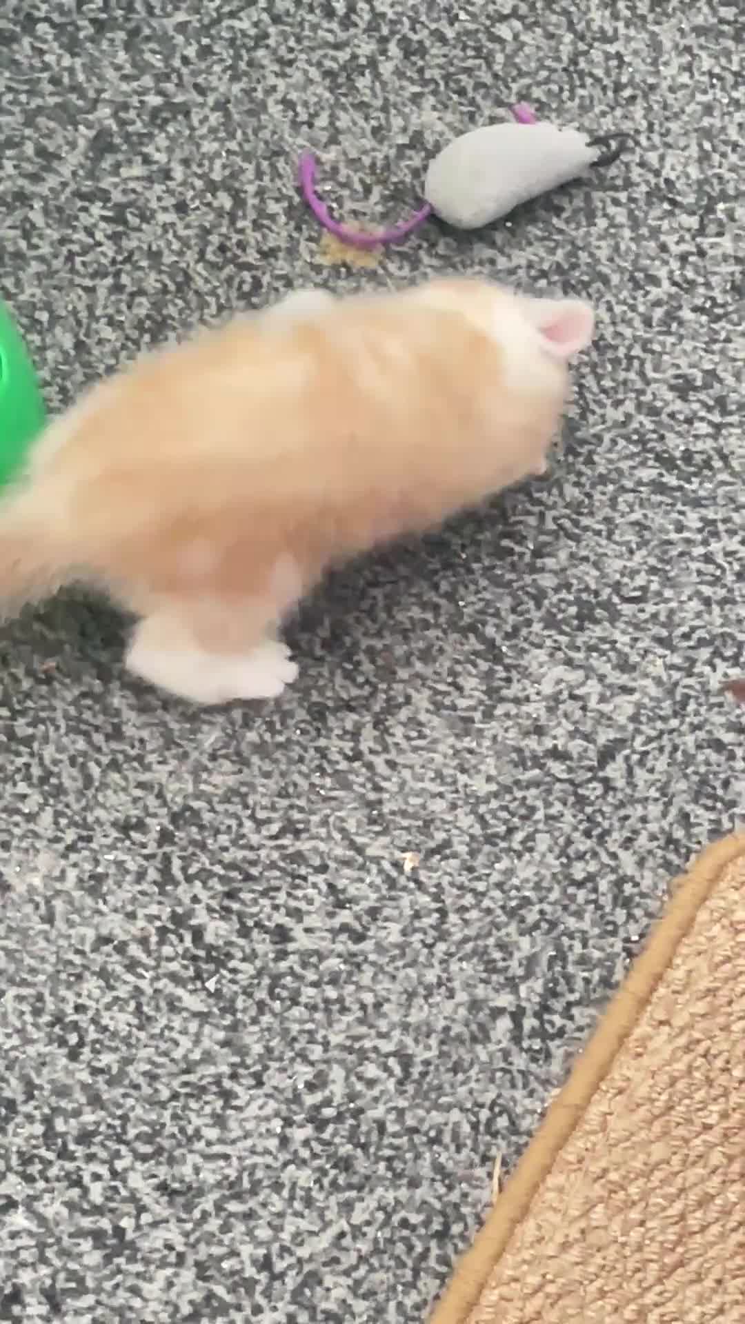 Exotic cats for sale: Gorgeous GCCF reg. kittens from Champions parents  - Video 2