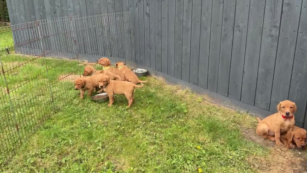 Labrador Retriever dogs for sale: KC Registered Labrador Pups, Mum/Dad Health Tested - Video 1