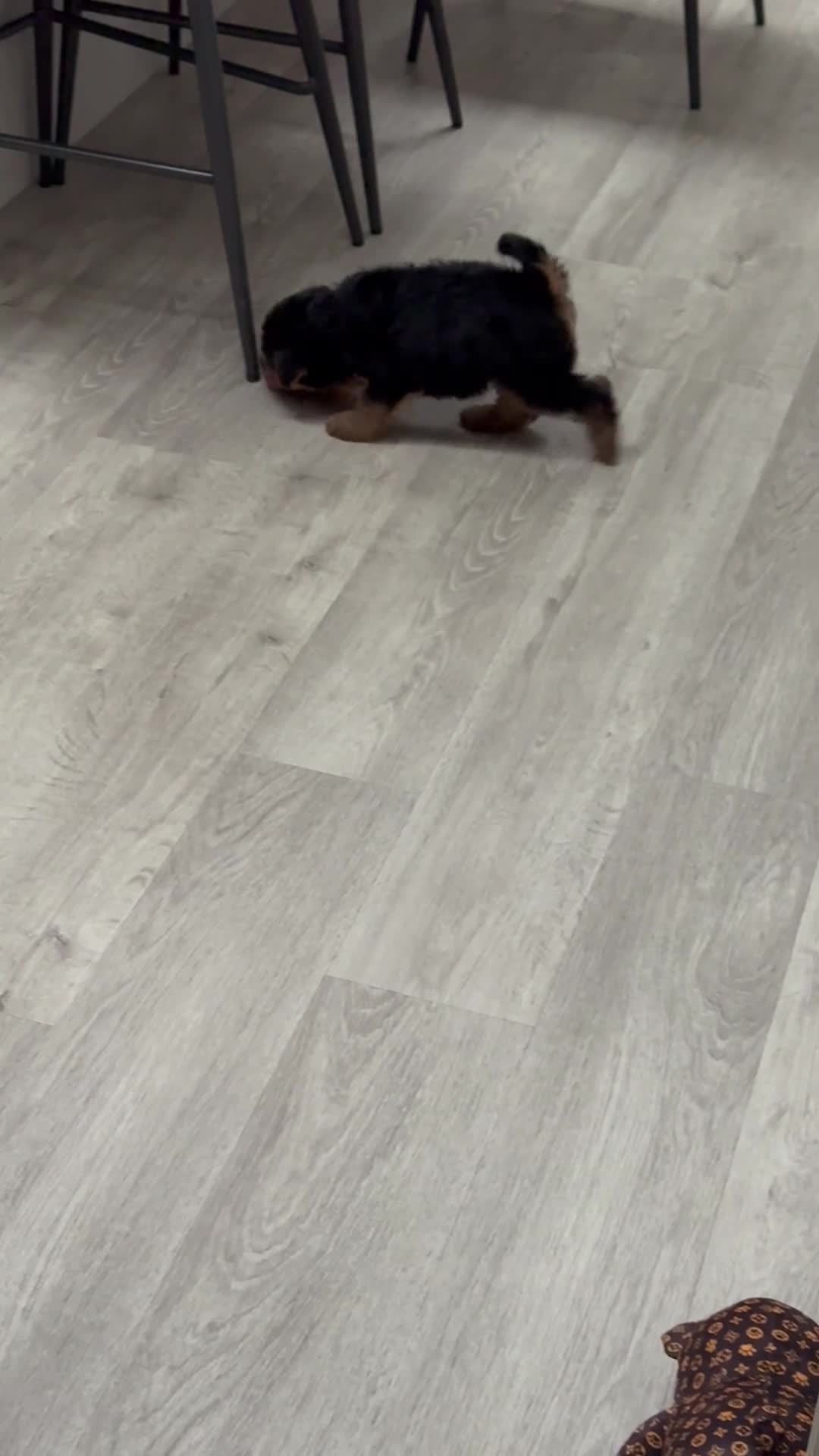 Welsh Terrier dogs for sale: Stunning puppies  - Video 3