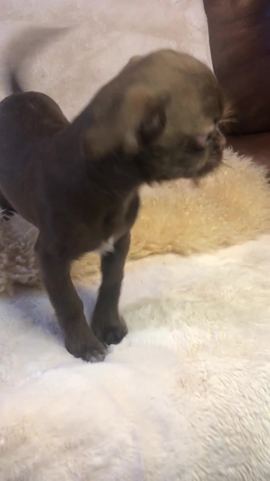 Mixed Breed dogs for sale: ADORABLE LITTER OF SHIH TZU/CHIHUAHUAS - Video 3