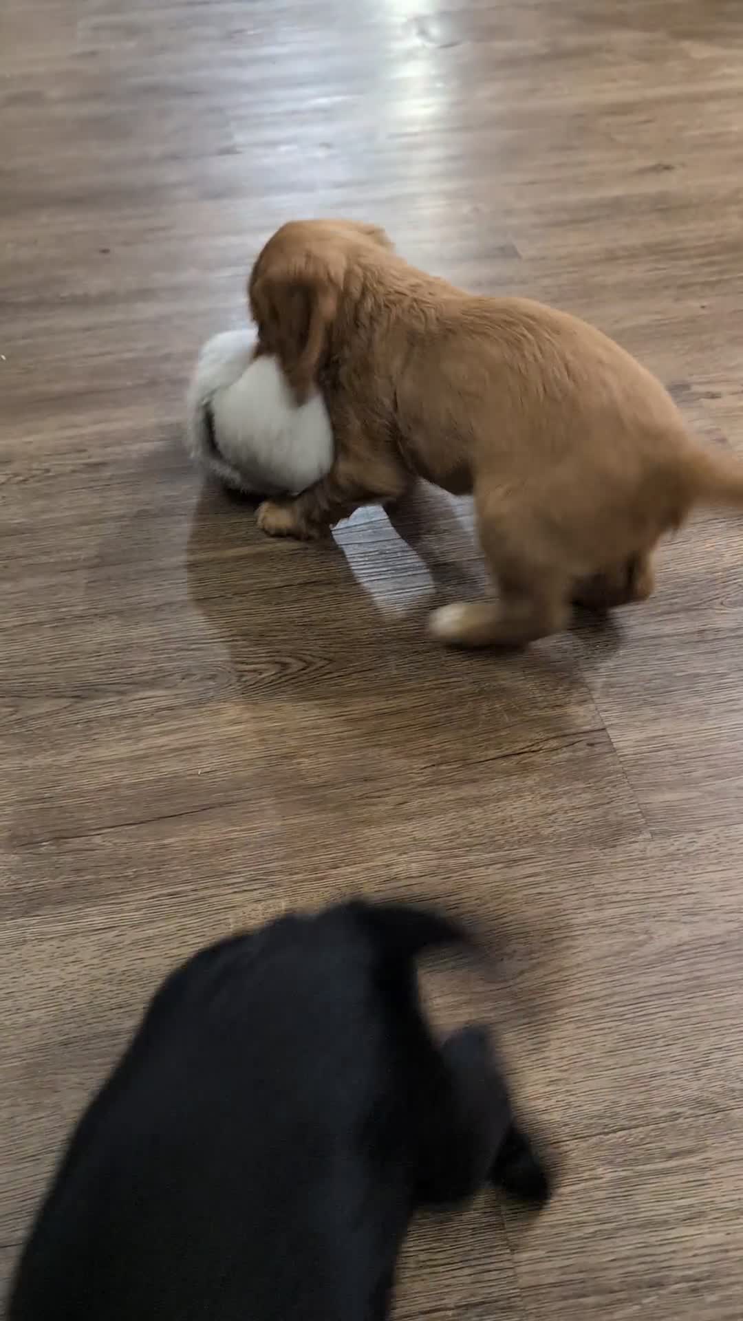 Cocker Spaniel dogs for sale: Ready now! KC registered, health tested cocker  - Video 4