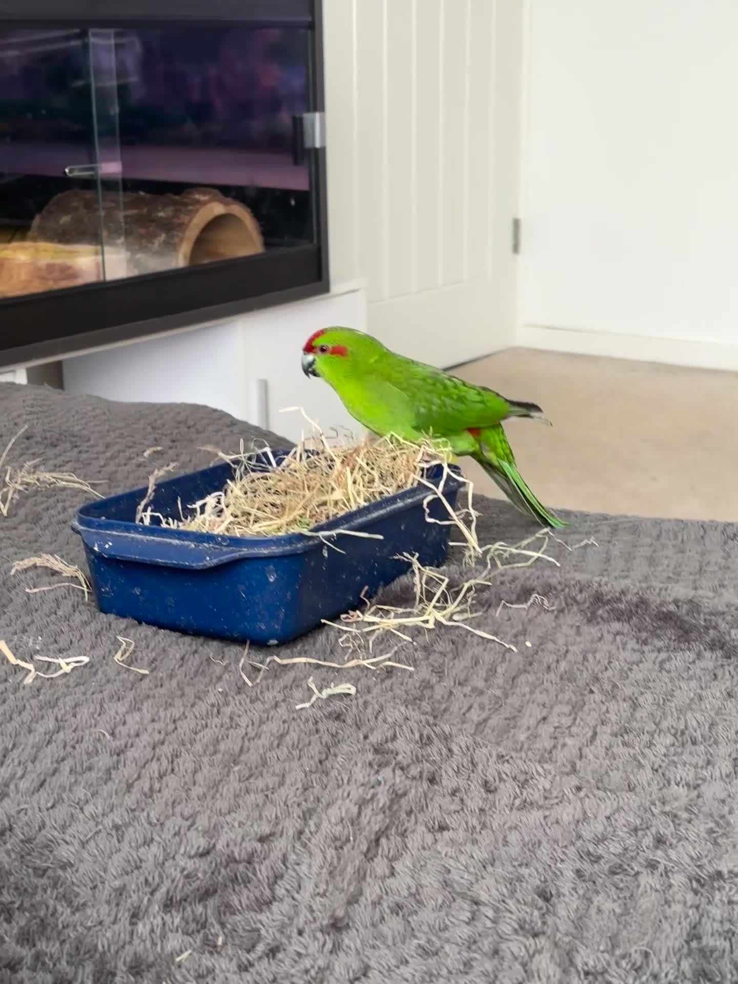 Parakeets birds for sale: Beautiful Kakariki Male - Video 2