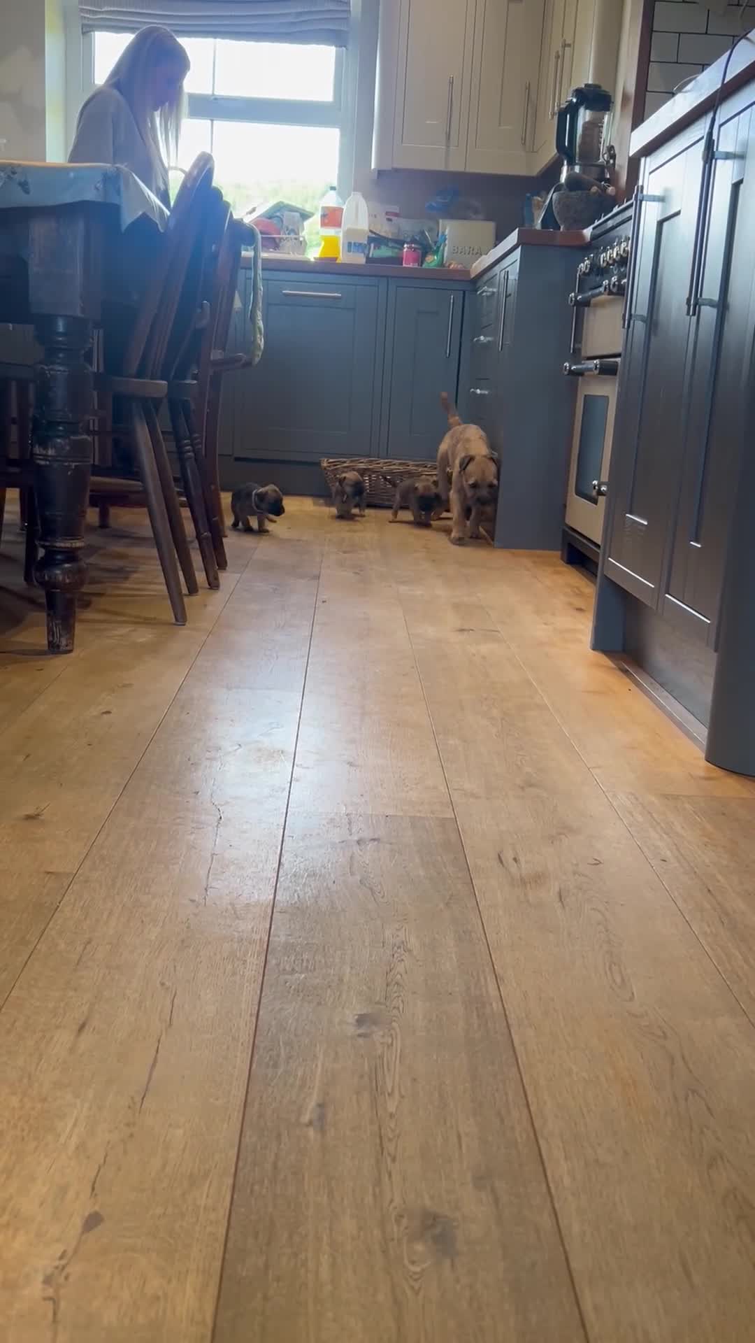 Border Terrier dogs for sale: KC Registered & SLEM Clear Border Terriers - Video 1