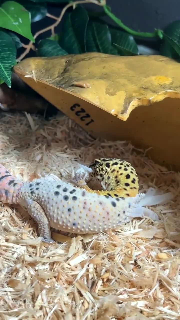 Leopard Gecko reptiles for sale: Leopard gecko  - Video 1