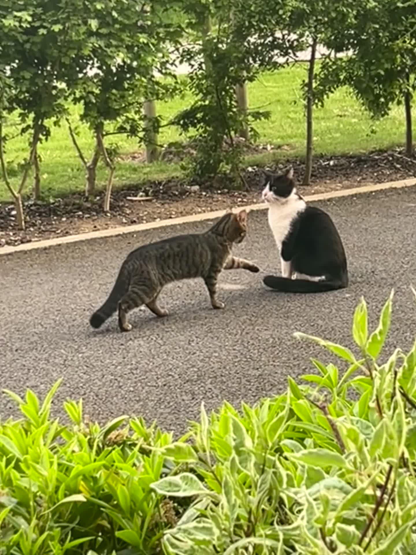 Mixed Breed cats for sale: 2 beautiful tabby girls and 1 Black & white Boy - Video 1