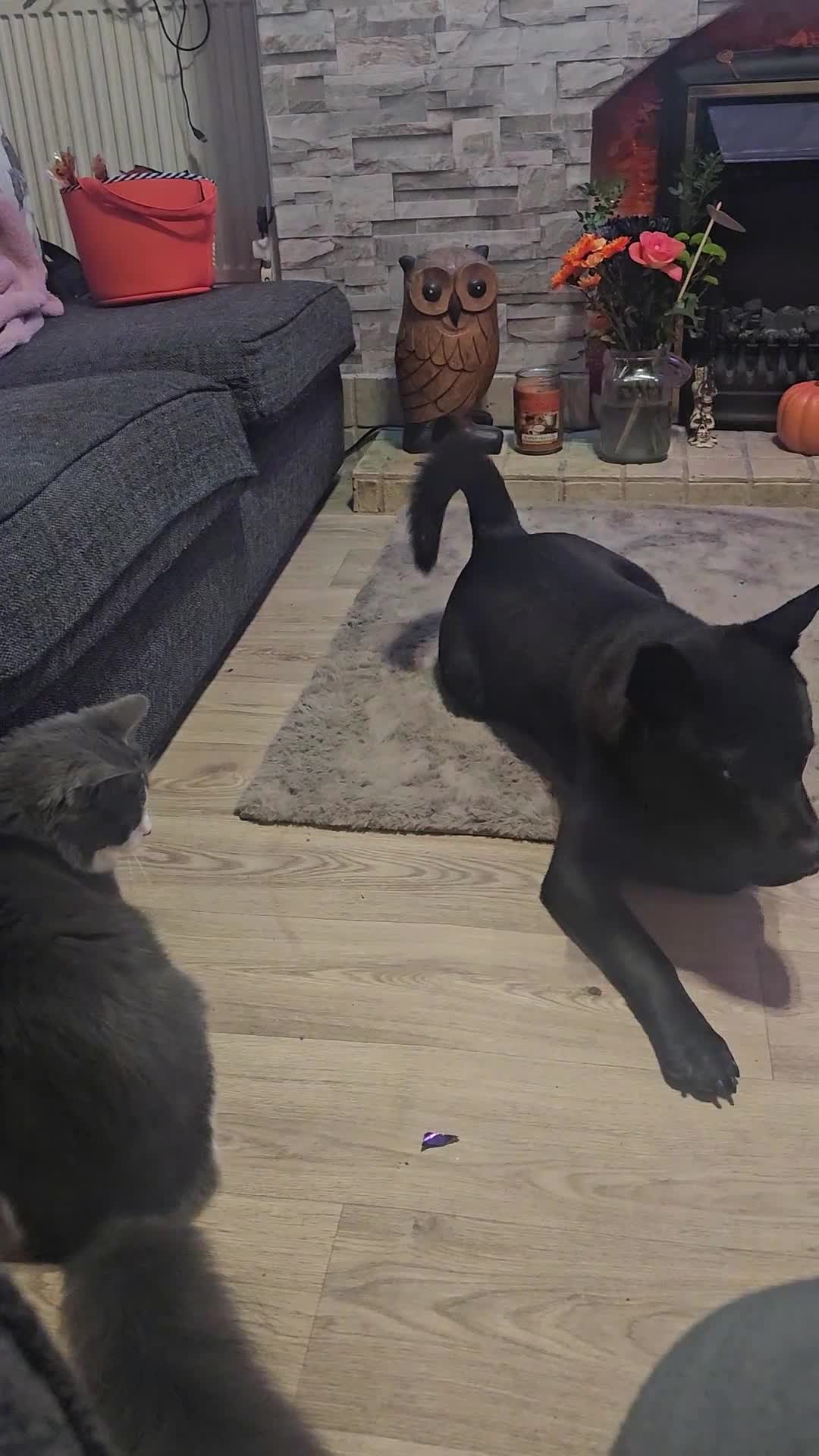 Mixed Breed dogs for sale: Raine - Video 1