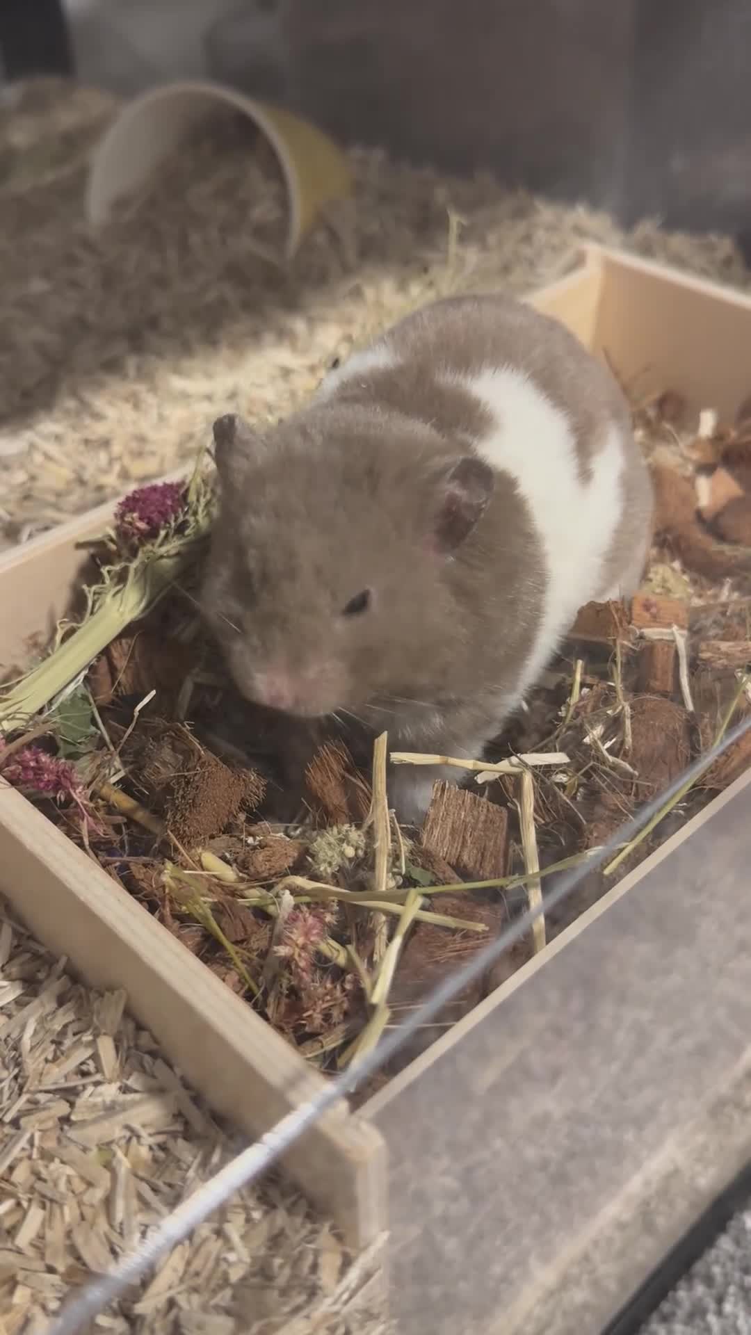 Hamster rodents for sale: Friendly Syrian with Bucatstate Cage + Accessories - Video 1
