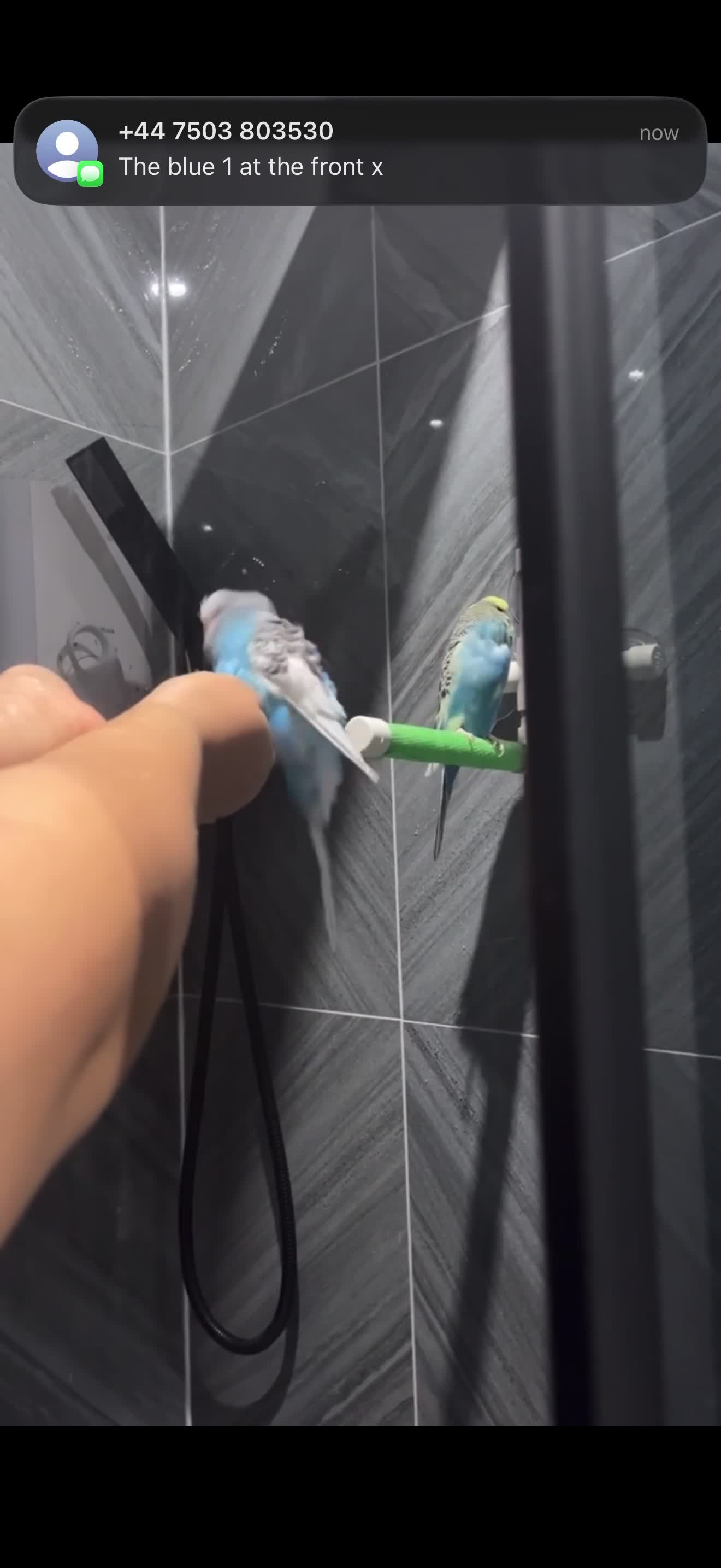 Budgerigars birds for sale: 2 budgies for sale ( Romeo + Juliet)  - Video 2