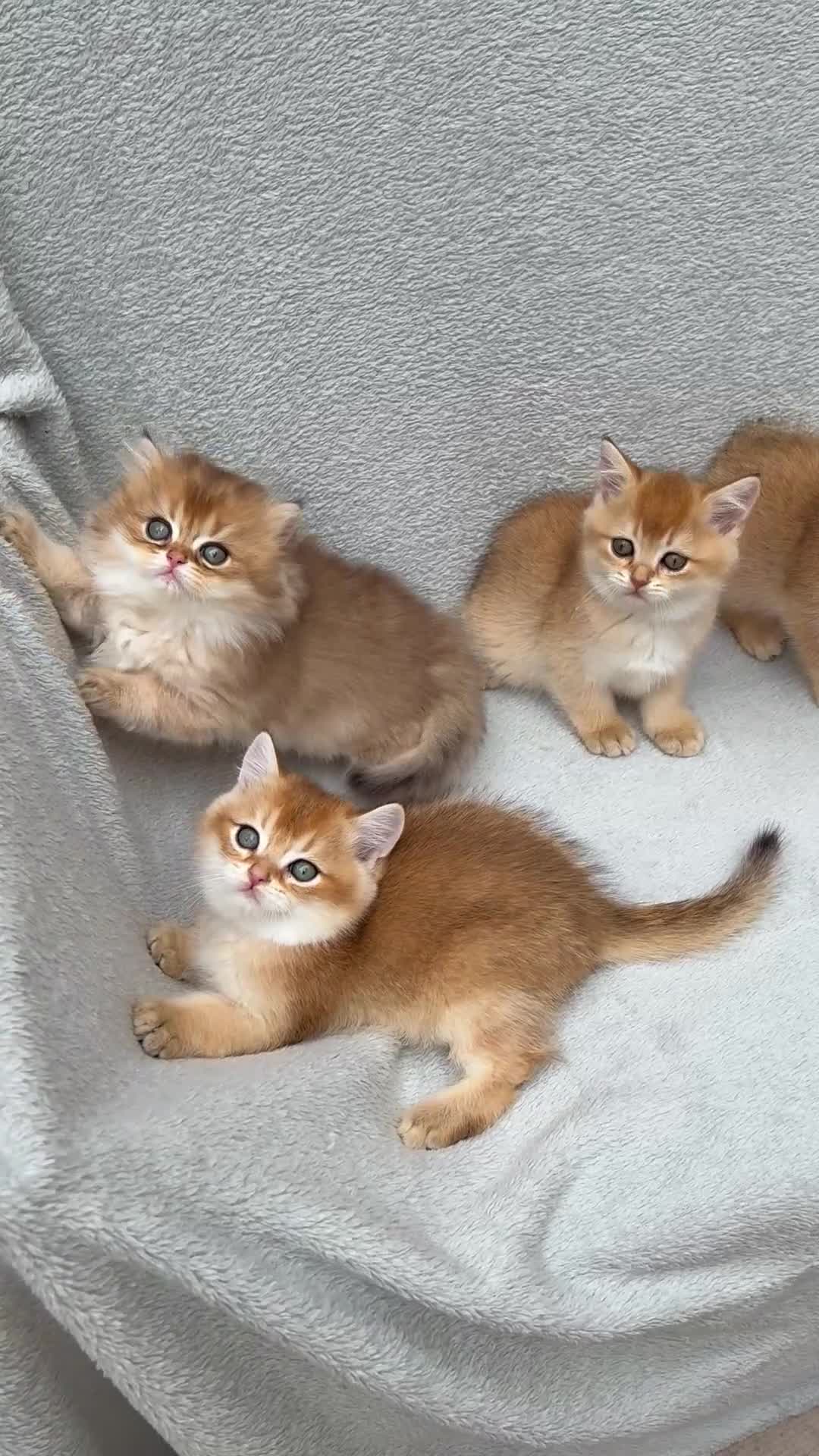 British Shorthair cats for sale: ✨Pedigree golden British shorthair NY12 chinchilla - Video 2