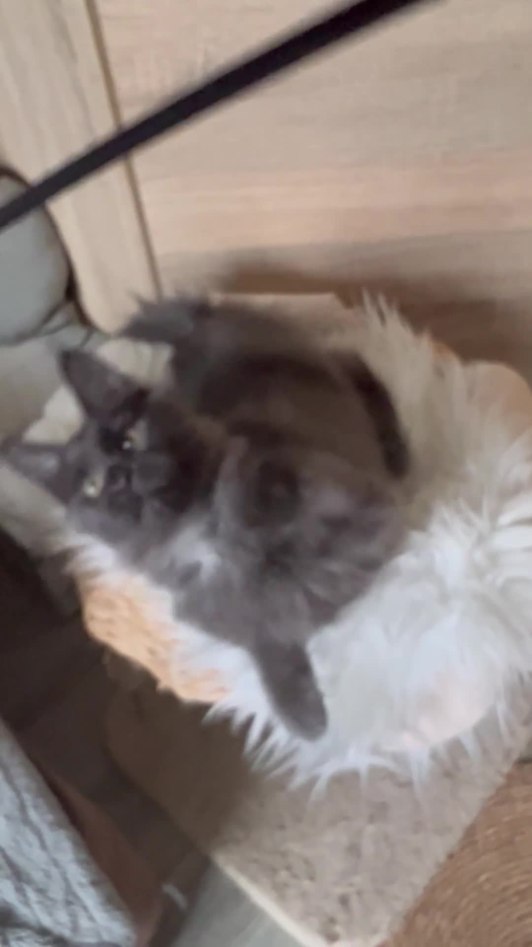 Maine Coon cats for sale: Maine Coon kittens  - Video 1