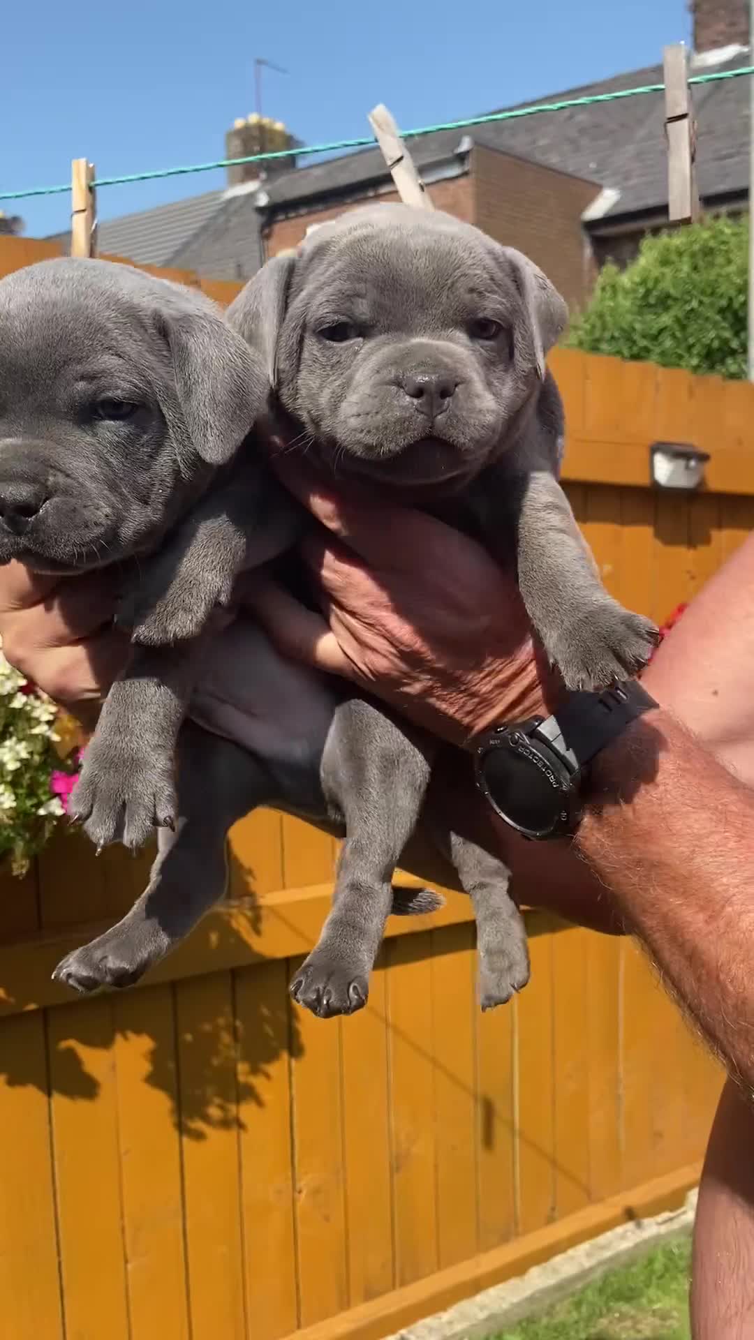 Staffordshire Bull Terrier dogs for sale: solid blues - Video 1