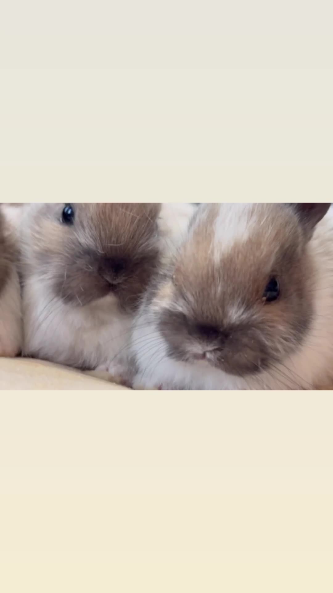 Netherland Dwarf rabbits for sale: 5 Adorable Netherland Dwarf Bunnies - Video 1