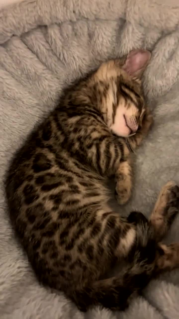 Bengal cats for sale: Bengal kitten 8 weeks - Video 1