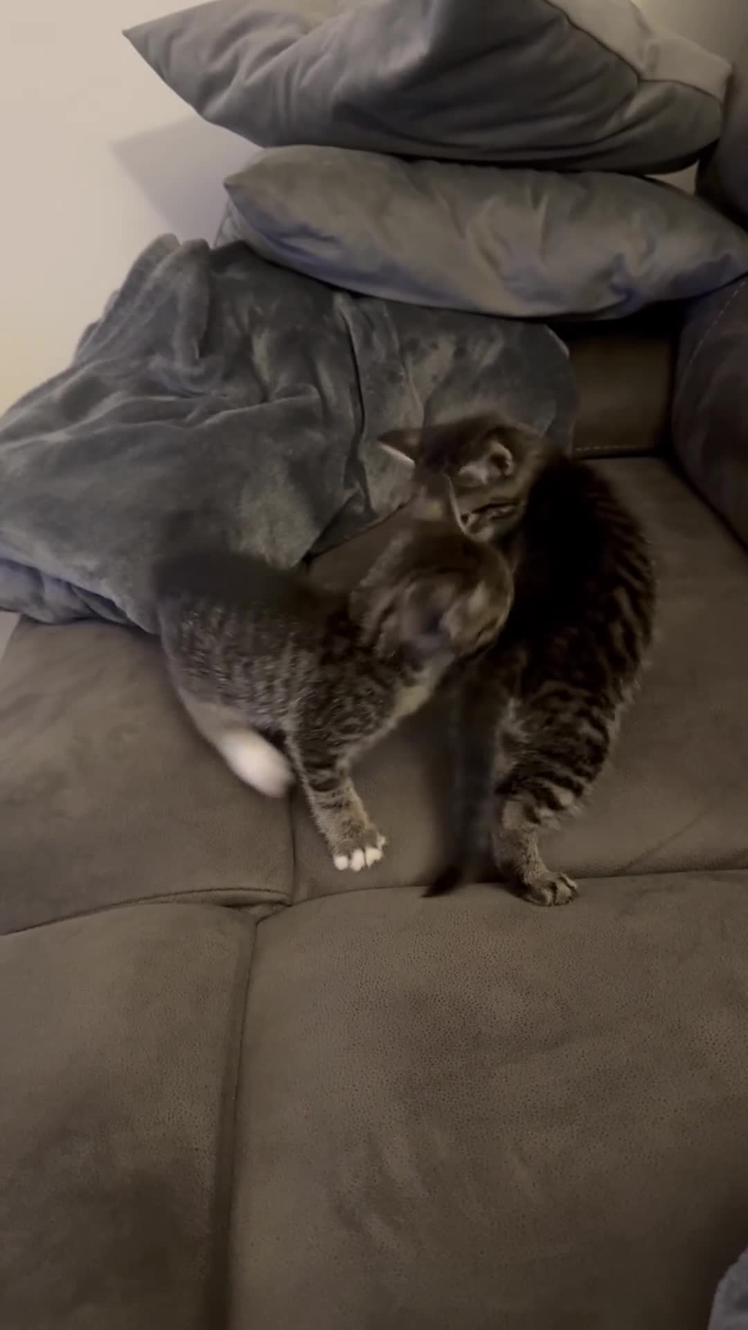 Mixed Breed cats for sale: Tabby Male Kitten - Video 1
